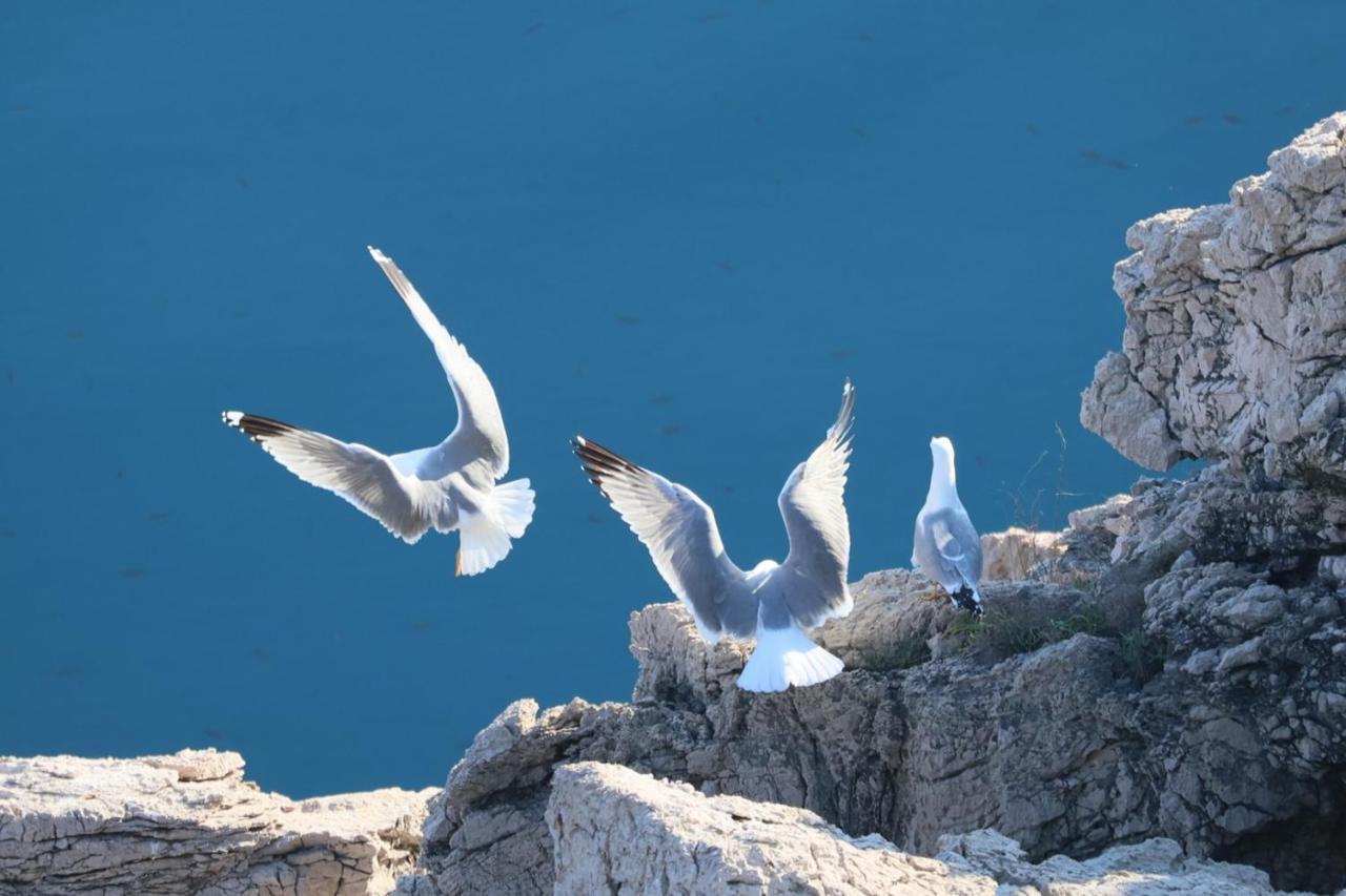 Vila Verbana Apartments Vrbnik Kültér fotó